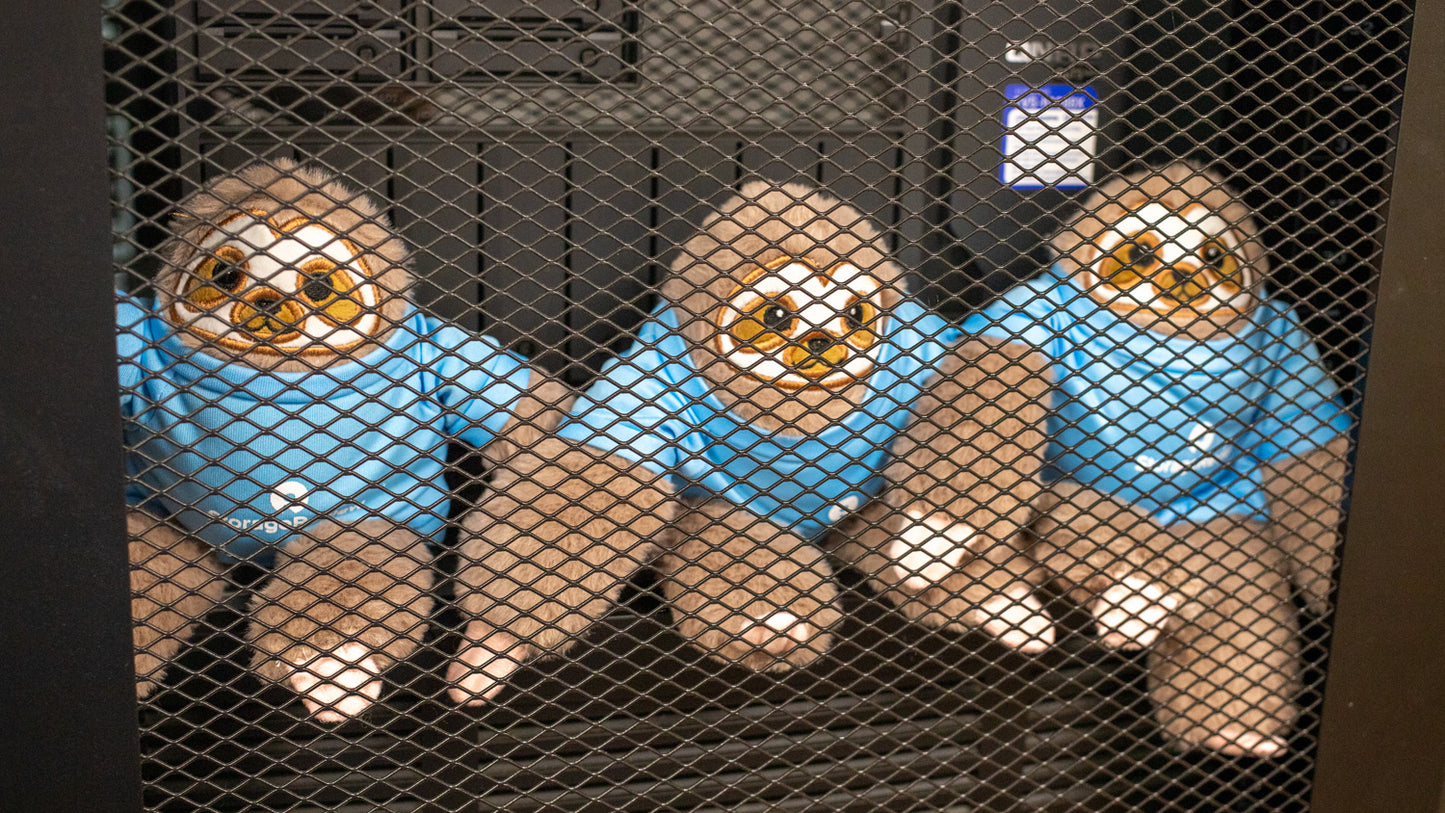 Official Signed StorageReview Sloth